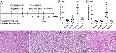 Glomerular Damage in Trichloroethylene-Sensitized Mice: Targeting Cathepsin L-Induced Hyperactive mTOR Signaling